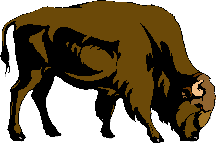 buffalo